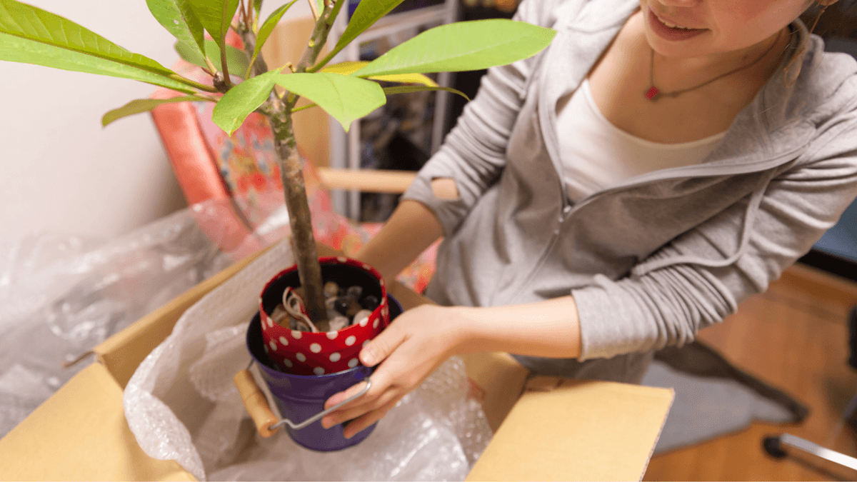 Packing houseplant with bubble wrap for safe interstate move Australia