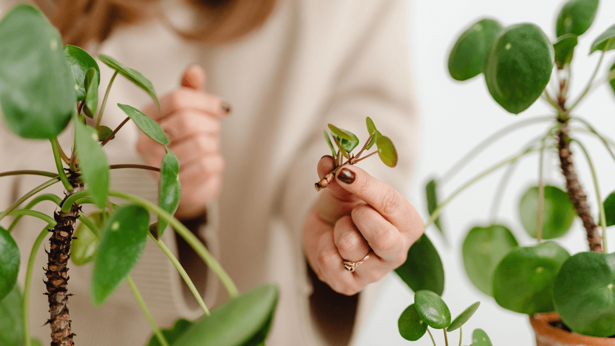 Plant cutting without soil alternative to moving full plants interstate Australia