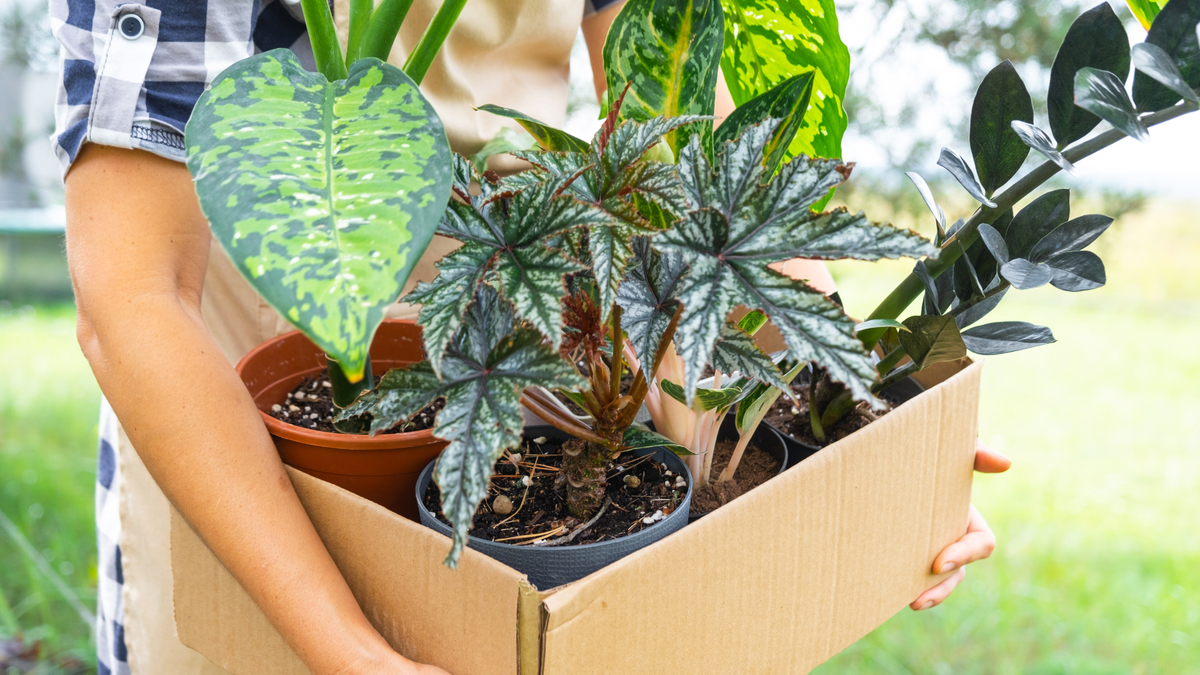 Houseplants packed in open box for moving plants interstate Australia